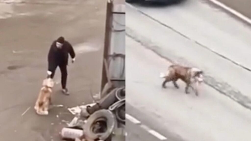 Нелюди избили хаски до перелома черепа и бросили умирать на улице» 1641905220460.7712