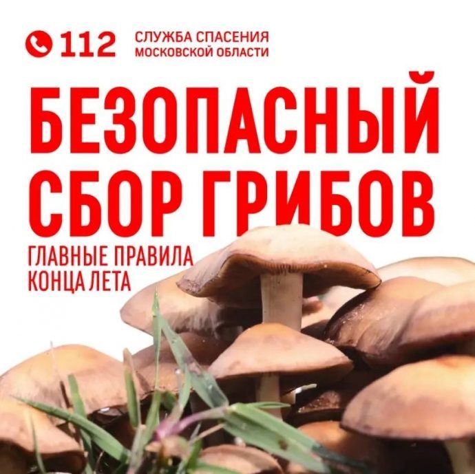 Грибной сезон в Подмосковье выходит на пик: где искать урожай image 2